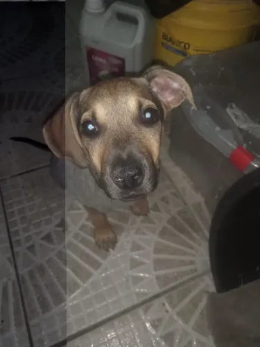 Cachorro ? macho