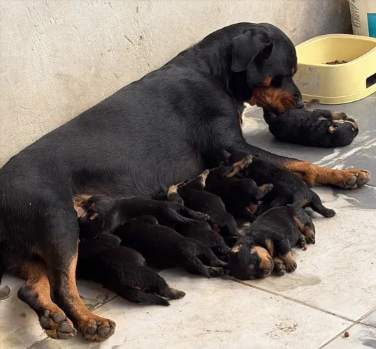 Filhotes de Rottweiler Porte Grande