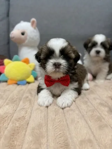 Filhotes de Shih Tzu