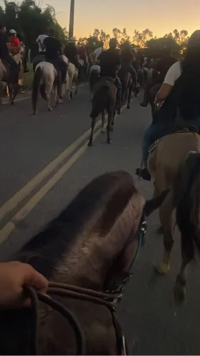 Cavalo 