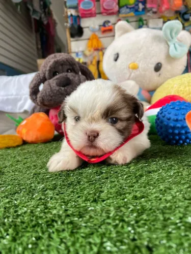Filhote de shihtzu machinho