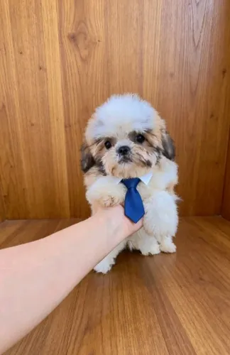 Shih tzu 