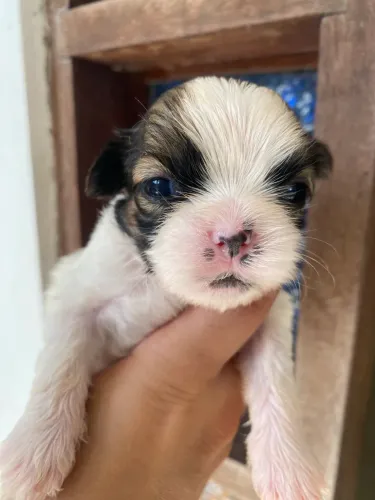 Shih Tzu Macho Filhote Cachorro Puro Disponível 
