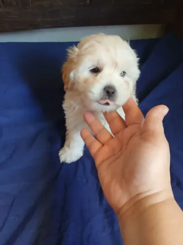 Vendo filhote poodle macho 