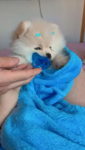 Spitz alemão Quem ganha um companheiro, ganha muito mais