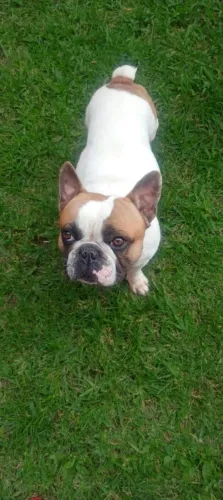 Buldogue francês