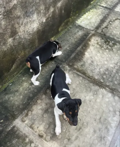 Fox Paulistinha - Terrier Brasileiro Filhote 