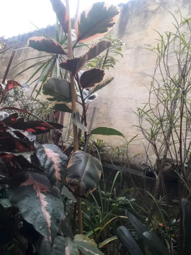 Plantas diversas