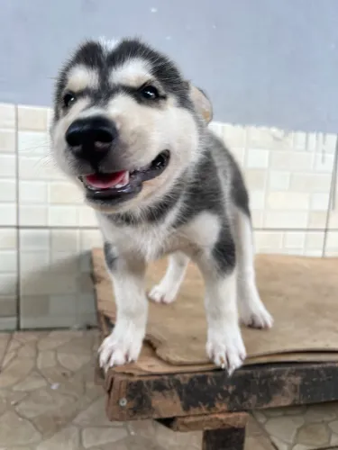 Filhote de husky macho!!