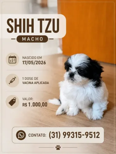 Cachorro Macho Shih Tzu Filhote
