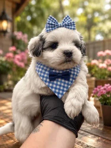 Lhasa apso machinho branco e preto 