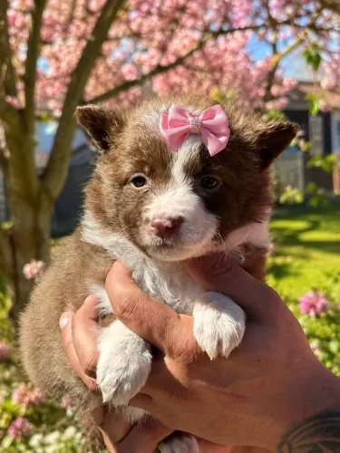 Border collie fêmea chocolate perfeita!!