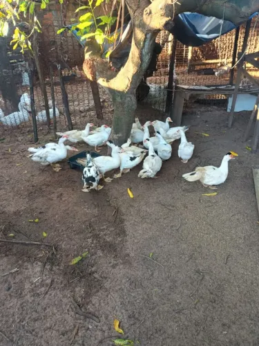 Patas