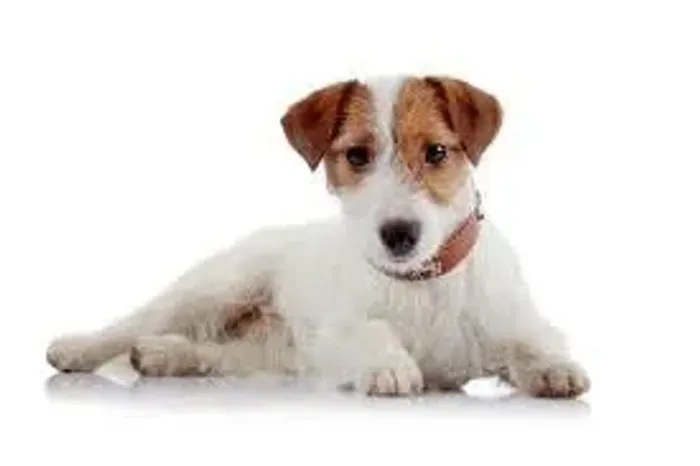 JACK RUSSELL Um filhote que adora desafios.