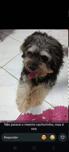 Adoção cão castrado