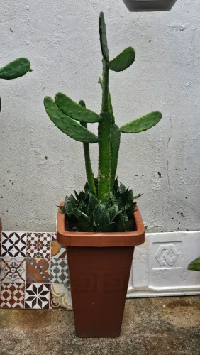 Cacto com Mini Espada de São Jorge