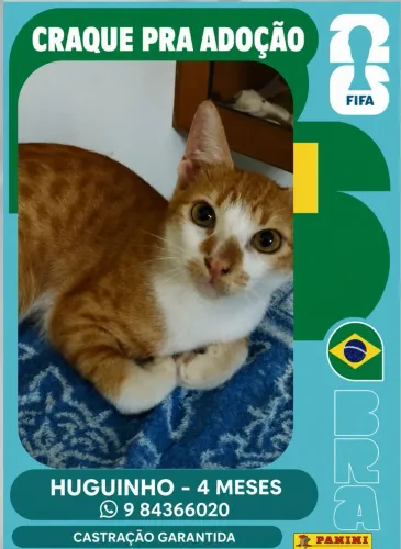 Gato amarelo adoção macho