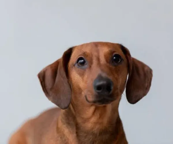 Dachshund salsicha fêmea