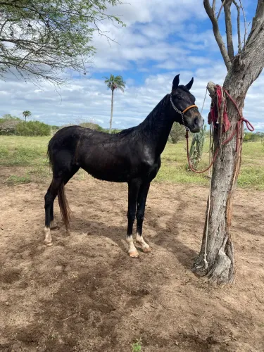Cavalo mangalarga