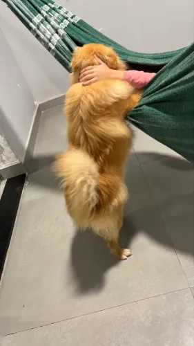 VENDO CACHORRO - LULU DA POMERANIA
