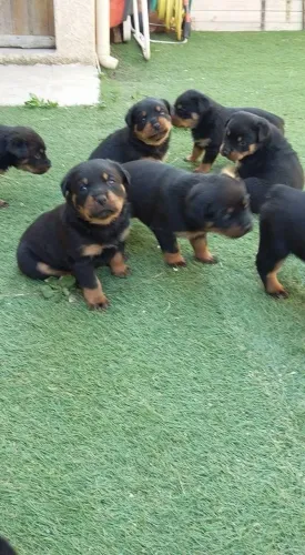 Rottweiler fortes e saudaveis