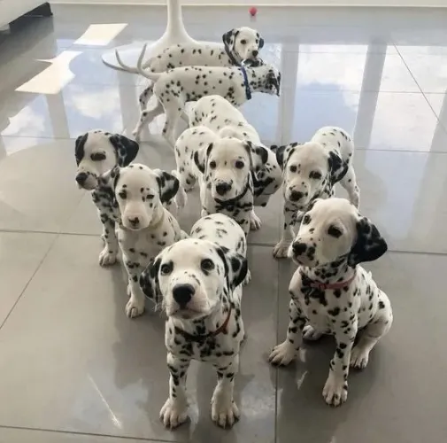Dalmata Machos e Femeas