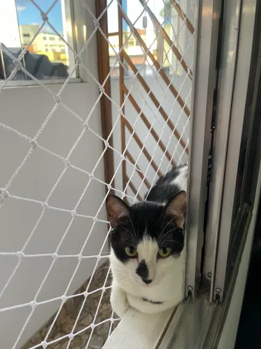 Doa-se gato macho 
