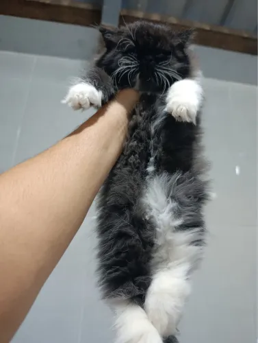 Gato Persa