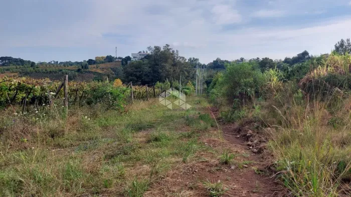 Área total de 6 hectares no Vale dos Vinhedos
