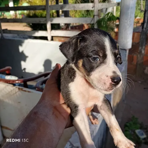 ADOÇÃO, adote um companheiro(a) da vida toda!