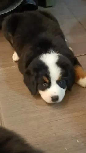 Bernese montaindog