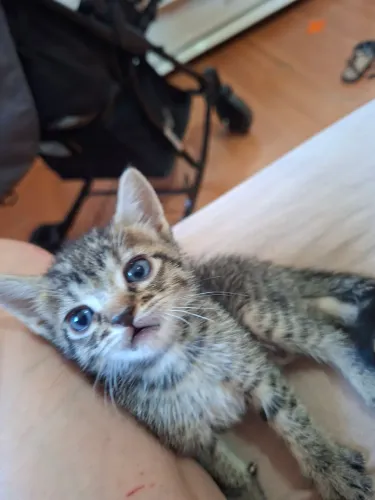 Doação responsável de gatinhos de 1 mês