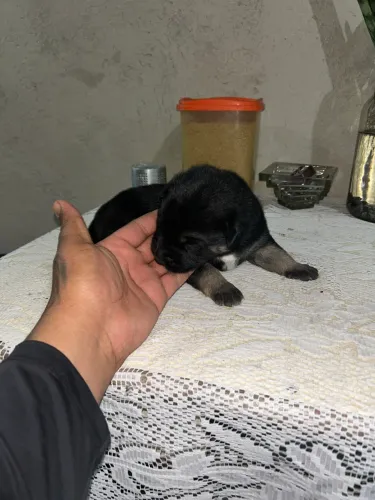 Vende-se filhote de pastor alemão 