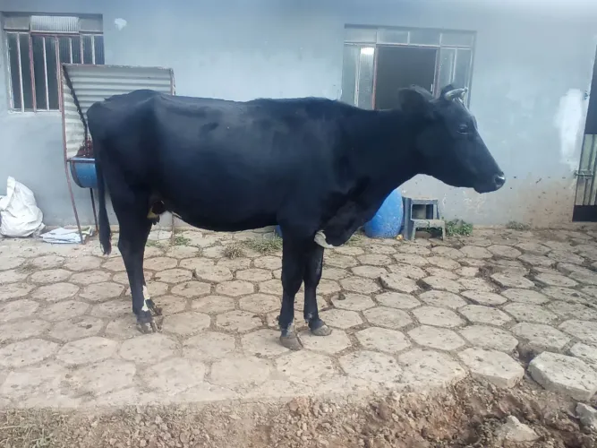 Vacas leiteiras