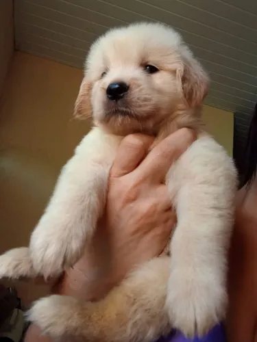 Golden Retriever há pronta Entrega imediata