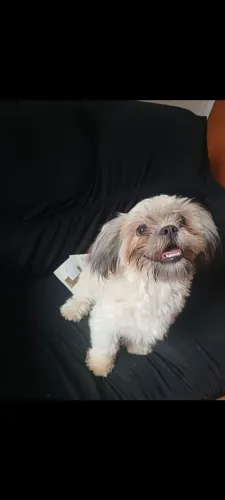 Vendo shih Tzu fêmea, 1 ano, vermifugada e vacinada. Animal dócil e bem cuidada 