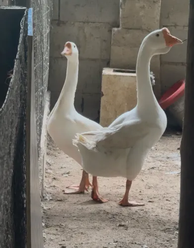 Ganso africano branco 