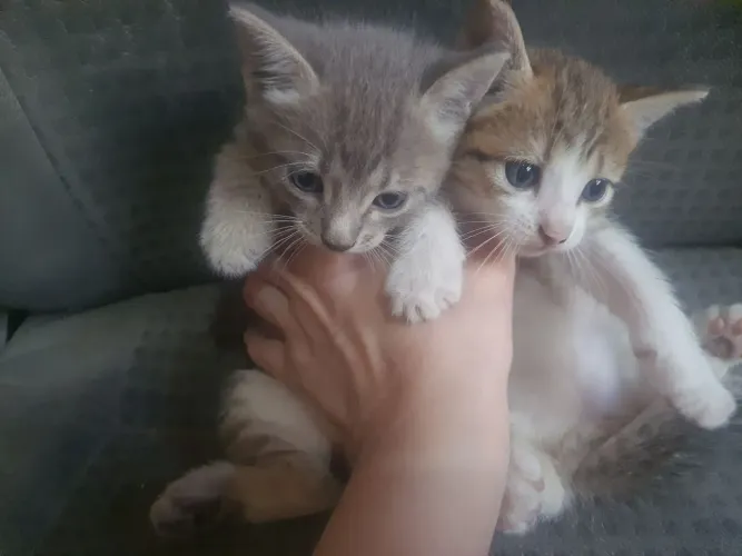 Gatinha para adoção