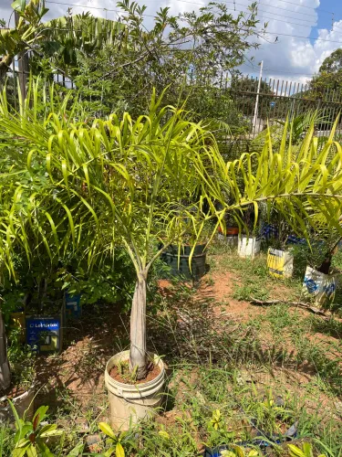 Mudas de palmeira locuba