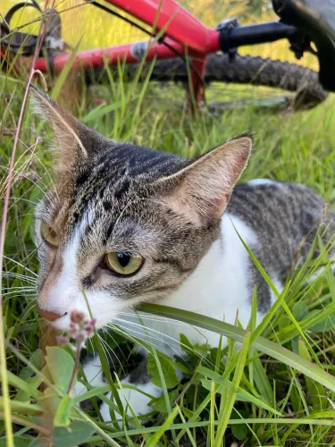 Gata fêmea 