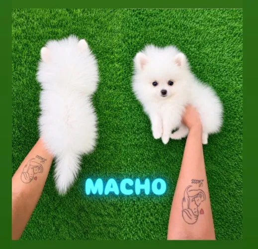 Lulu macho anão