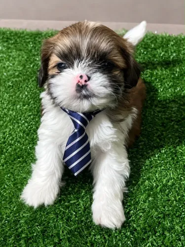 Maravilhoso filhote de lhasa macho