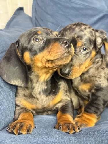 Basset daschound
