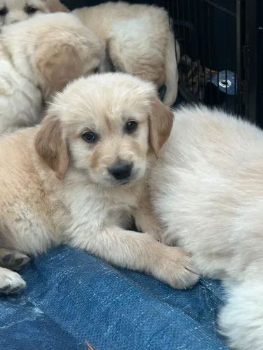 Filhotes de Golden Retriever | Amor que aproxima corações.