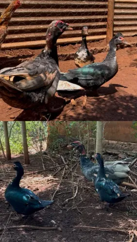 1 pato macho e duas fêmeas