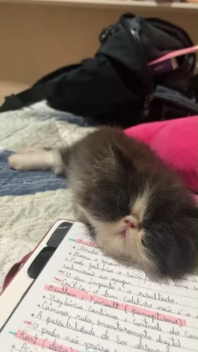 Gato persa