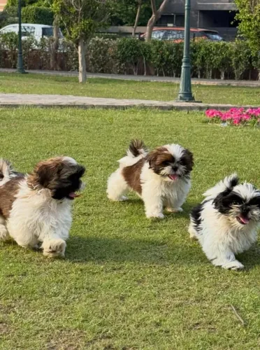 Doação do Bob e da Sol (Shitzu)