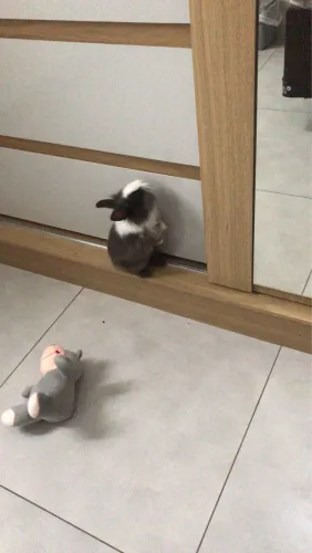 Coelho mini lion