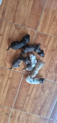Ninhada linguicinha daschund