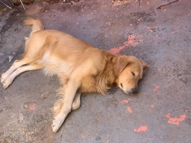 Doa - se Golden Retrivier